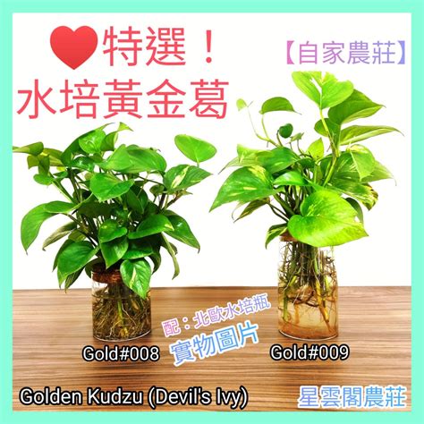 黃金葛風水|打造完美風水的法寶：黃金葛風水陽台 – 植物盆栽綠寶典